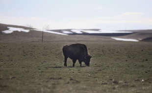 Photo d'illustration d'un bison, en avril 2019 dans le Wyoming (Etats-Unis).