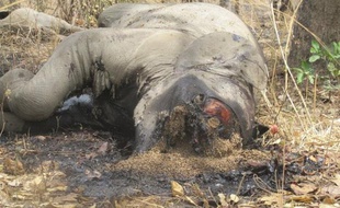 "Plus de 500 éléphants" ont été abattus dans le parc national de Bouba Ndjidda (nord du Cameroun) depuis janvier par des braconniers soudanais et tchadiens, a affirmé dimanche à l'AFP le gestionnaire du centre touristique de cette réserve, contestant les chiffres des autorités.