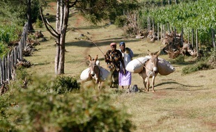 La forêt du complexe de Mau, au Kenya, a perdu une grande partie de sa surface en raison de l'activité illégale d'exploitation du bois.
