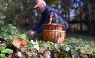 Un chercheur de champignons (illustration)