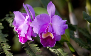 Le 21 fevrier 2013. Les grandes serres du jardin des Plantes de Paris accueille l'exposition - Mille et une orchidees - du 22 fevrier au 18 mars. A cette occasion, plus de 1000 pieds d'orchidees en fleur sont presentes dans la serre. // PHOTO : V. WARTNER / 20 MINUTES