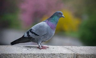 Illustration pigeon.