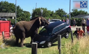 Des éléphants refusent de retourner travailler au cirque - Le Rewind (vidéo)