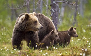 Une ourse et ses deux oursons (illustration).