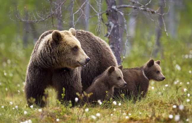 Pyrénées : Quand deux oursons et leur mère font le plein de myrtilles