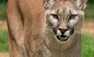 Un puma (illustration).