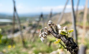 A cause de l'épisode de gel d'avril, les récoltes de vin français pourraient baisser en moyenne de 12,5 à 15 millions d'hectolitres, selon le secteur.