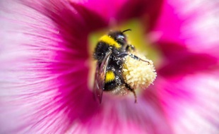 La raréfaction de certaines fleurs causée par le changement climatique a entraîné une réduction de la longueur de la trompe des bourdons alpins au cours des quarante dernières années, ont observé des scientifiques