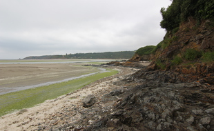 La plage de la Grandville, Ã Hillion, ici recouverte d'algues vertes en juin 2021.
