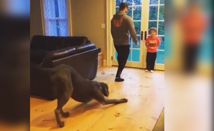 Humor and Animals (Twitter)