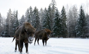 Des bizons au parc national de Bialowieza en Pologne, le 17 février 2009