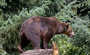 Un ours brun.