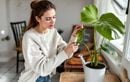 Il faut absolument nettoyer ses plantes vertes d’intérieur pour les préserver, voici comment faire