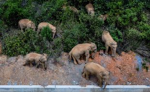 Les autorités chinoises, équipées de drones, surveille un troupeau d'éléphant, partis de leur réserve, qui traversent le pays.