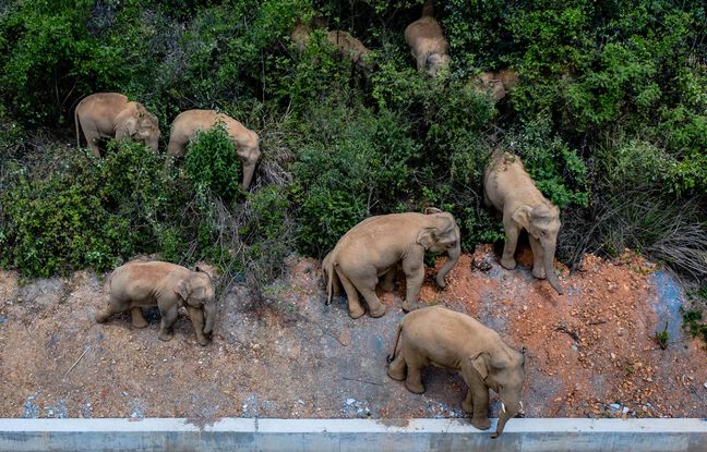 Chine : Un troupeau d'éléphants traverse actuellement le pays, pillant les récoltes sur son passage