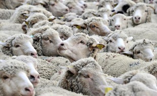 Deux foyers de fièvre catarrhale ovine (FCO), ou maladie de la langue bleue, ont été détectés récemment en Saône-et-Loire et deux autres ont été relevés dans la Nièvre