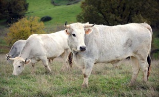 Des vaches de race "Gascon" dans une ferme à Beaumarches le 26 novembre 2013