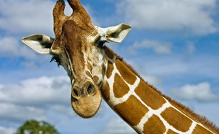 Illustration de girafe