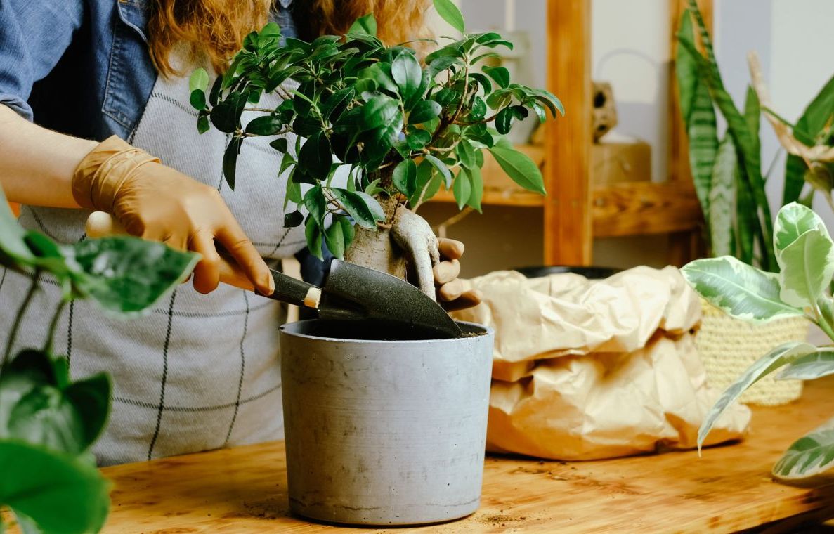 Pot de plante interieur au meilleur prix