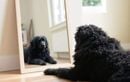 Votre chien se reconnaît-il vraiment dans un miroir ? 5 expériences simples à réaliser à la maison pour mieux comprendre son comportement