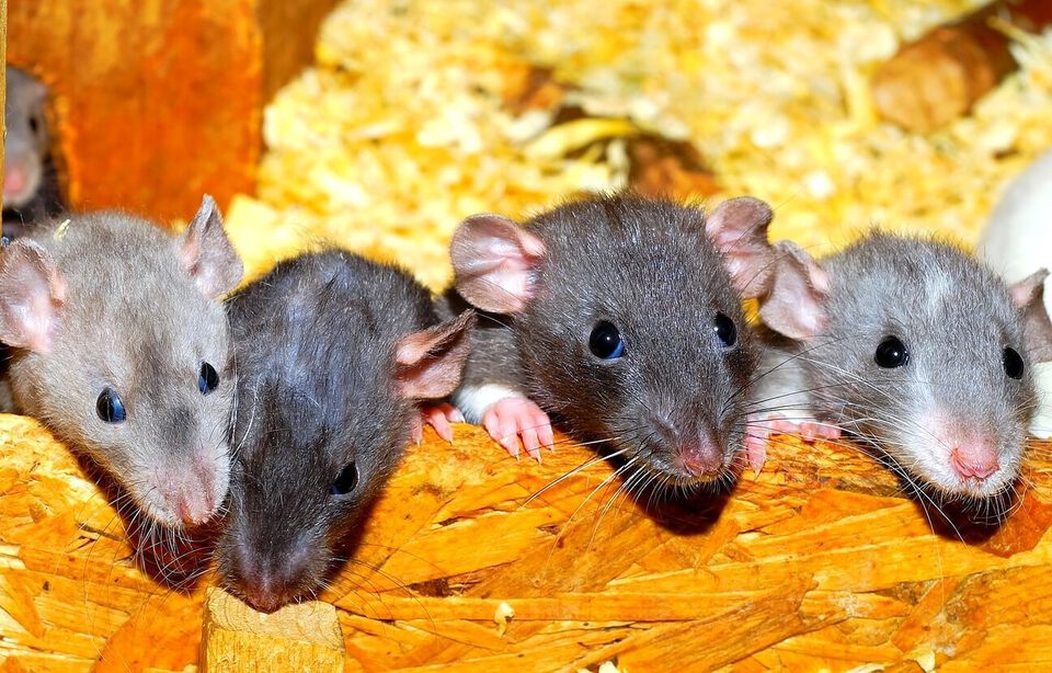 Pourquoi les « rats des villes » fascinent-ils toujours (et autant ...