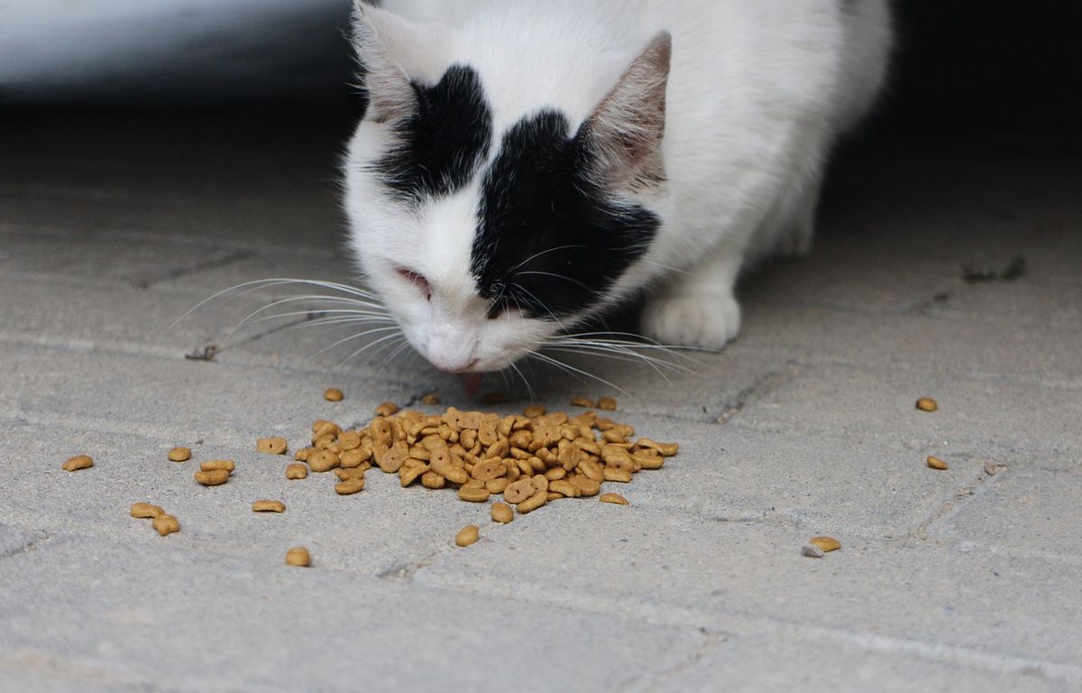 Salmonelles : Plusieurs marques de croquettes pour chats et chiens rappelées partout en France