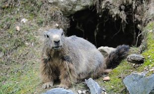Illustration d'une marmotte dans le parc de Sainte-Croix (Moselle), le 13 août 2011