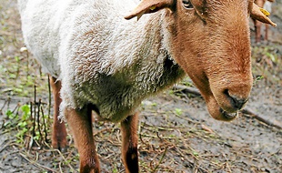 Les moutons Solognote mercredi.