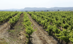 Illustration de vignes.