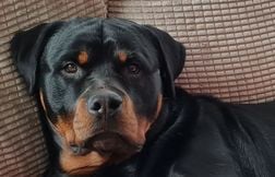 Elle perd ses deux bras en sauvant sa fille d’une attaque de leur rottweiler