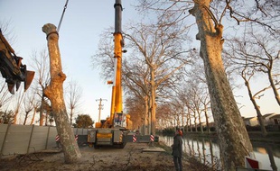 Coupe d'arbres malades le long du Canal du Midi, en janvier 2012.