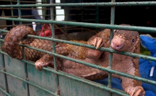 Un pangolin dans une cage le 25 octobre 2017 dans la province de Riau, en Indonésie.