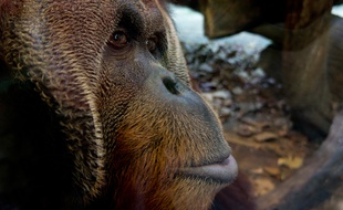 La production d'huile de palme menace dangereusement la survie des orangs-outans.