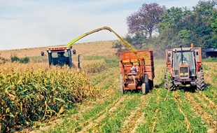 Ensilage de maïs (illustration).
