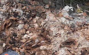 La mairie de Rions a déposé plainte après la découverte de carcasses de sangliers en bord de Garonne