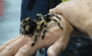 Une mygale vivante, des scorpions, veuves noires, méduses ou poissons vénimeux feront partie de l'exposition Venenum.