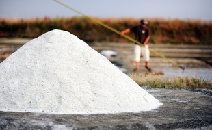 Récolte du sel d'un paludier membre de la coopérative Les Salines de Guérande.