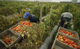 Travailleurs récoltant des tomates (illustration)