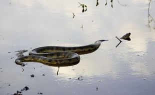 Illustration d'un anaconda.