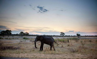Un éléphant d'Afrique, dans une le parc national Hwange au Zimbabwe, le 19 novembre 2012