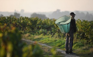 Début des vendanges du Muscadet, dans les vignobles du domaine de Landron, à la Haie-Fouassière, le 11 septembre 2014 dans le Val de Loire