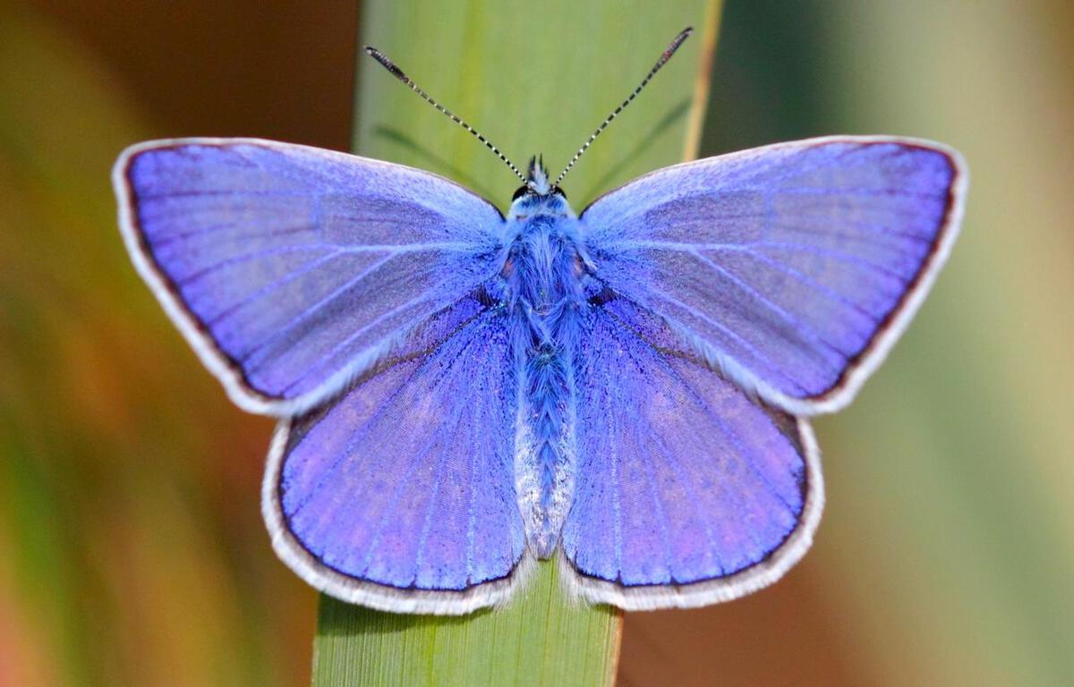 Comment les papillons acquièrent-ils leurs magnifiques couleurs