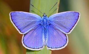 Polyommatus icarus (Lycaenidae) obtient sa belle couleur bleu-pâle par diffusion