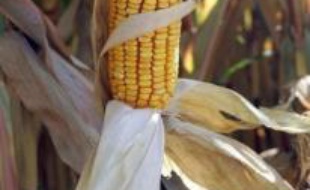 La FNSEA, principal syndicat agricole, est prête à un gel "provisoire" de la commercialisation des semences OGM par le gouvernement jusqu'au vote d'une loi, a-t-elle indiqué à l'AFP, confirmant une information de La Tribune sur son site internet.