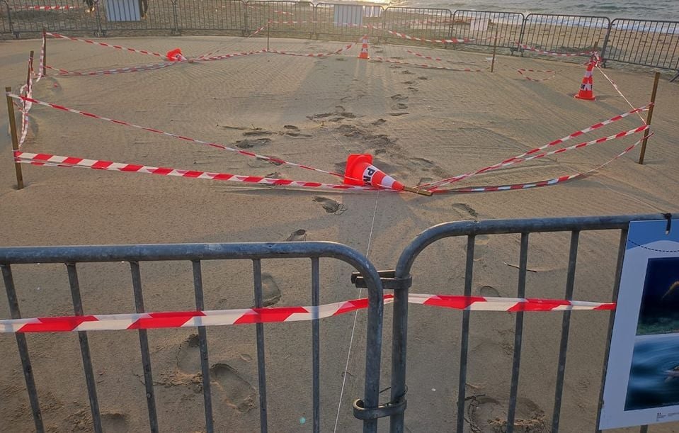 Des individus se sont introduits sur le site où la tortue a pondu.