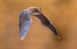 Une disparition mystérieuse de la pipistrelle de l’île Christmas