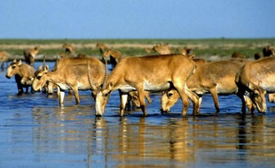 Près de 500 saïgas, des antilopes menacées d'extinction, ont été retrouvés morts dans les steppes du Kazakhstan, tuées sans doute par une épizootie de pasteurellose, ont indiqué mardi les autorités.