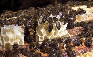 Des abeilles se nourrissent du miel contenu dans les alvéoles de cire d'un cadre de ruche.
