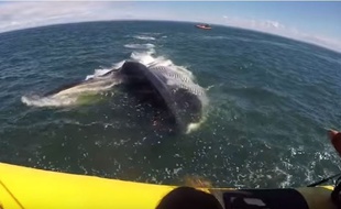 Une immense baleine est passée sous une embarcation de touristes.