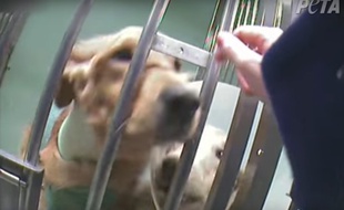 PETA a diffusé le 1er décembre une vidéo, tournée en 2013 en caméra cachée, présentant des chiens visiblement affaiblis, bavant, dans des cellules du Laboratoire de neurobiologie de l'École nationale vétérinaire d'Alfort.